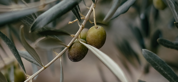 The Olive Tree Metaphor - El Shaddai Christian Ministries